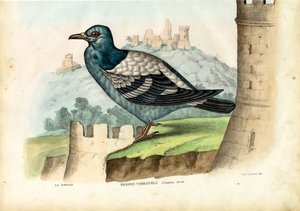 Rock Pigeon, 1863-79 by Raimundo Petraroja